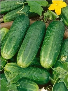 Cucumber GENEROUS F1 Professional Pip 0.5 g Organic Non-GMO Щедрий - Picture 1 of 3
