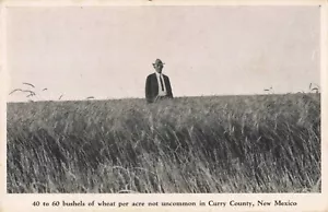 Man in Wheat Field Curry County New Mexico NM Clovis c1920 Postcard - Picture 1 of 2