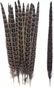 20Pcs Natural Pheasant Feathers Pheasant Tails 10-12" for Crafts Hats Decor Cost - Picture 1 of 12