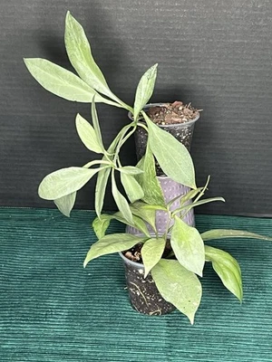 Hoya New Guania Ghost - Image 1 of 4