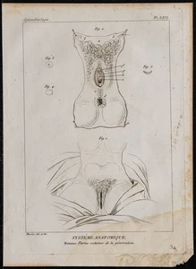 1825 - Sistema Genitali & Genere Femminile - Incisione Antica - Anatomia - Foto 1 di 3
