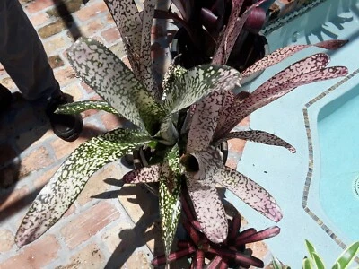 Billbergia IVORY TOWER Bromeliad one tropical plant *TALL* - Image 1 of 4