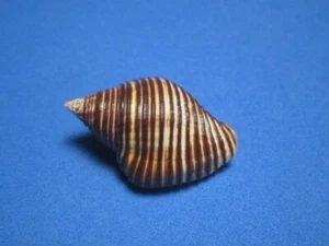 Cantharus undosus Linneo, 1758 "ISOLE SALOMONE" (35,1mm) - Foto 1 di 6