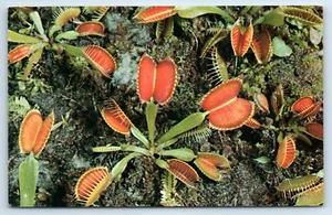 Tarjeta postal Venus Fly Trap Grow Wild solo en el sureste de Carolina del Norte - Imagen 1 de 2