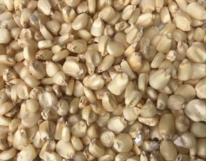 Sun -Dried Nigerian White Corn Maize- 1kg. For Akanmu, Ogi, Eko, Flour - Picture 1 of 3