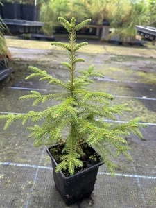 Norway Spruce 20/40cm (P9) Picea abies Evergreen Tree for UK Gardens - Picture 1 of 2