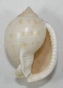 CASSIS BISULCATA PILA 47.43mm SUPER CHOICE SPECIMEN Tosa Bay, Japan - Picture 1 of 2