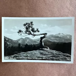 Sanborn RPPC Postcard Lone Pine on the High Drive Rocky Mt National Park CO - Picture 1 of 2