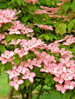 Розовое японское кизиловое дерево - высота 12-18 дюймов - горшок 1 кварта - кукурузная рубра розовые цветы - Изображение 1 из 4