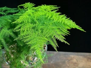 Asparagus Fern seeds, beautiful evergreen house plant + detailed instructions - Bild 1 von 5