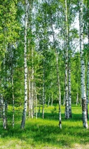 Vliestapete Birkenwald 150x250 Fototapete Tapete Wohnzimmer Vlies Wand Baum Wald - Bild 1 von 1