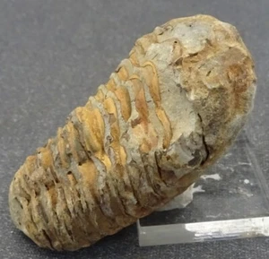 Trilobite Fossil, Morocco - Fossil for Sale - Picture 1 of 4