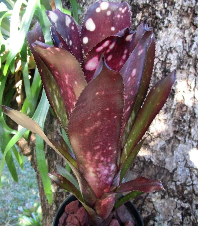 BUY ANY 3 SAVE 15% BROMELIAD Billbergia BEADLEMAN PURPLE Gorgeous Form! Offset! - Image 1 of 4