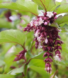 100 Samen Karamellbeere Leycesteria formosa, essbare Früchte, Schöne Leycesterie - Bild 1 von 3