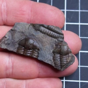 26gr Czech Trilobite Ellipsocephalus hoffi Cambrian Fossils dino 459 - Picture 1 of 6