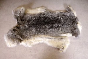 Bellissima pelliccia di coniglio grigia lunghezza: 53 cm Rabbit Fur - Foto 1 di 2