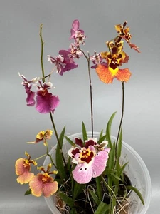 Tolumnia hybrids mix color 5er set No. 1 - Imagen 1 de 9