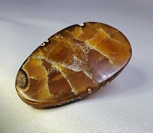 Bear Paw Pure Calcite Baculite Fossil slice Gemstone Old Collection 