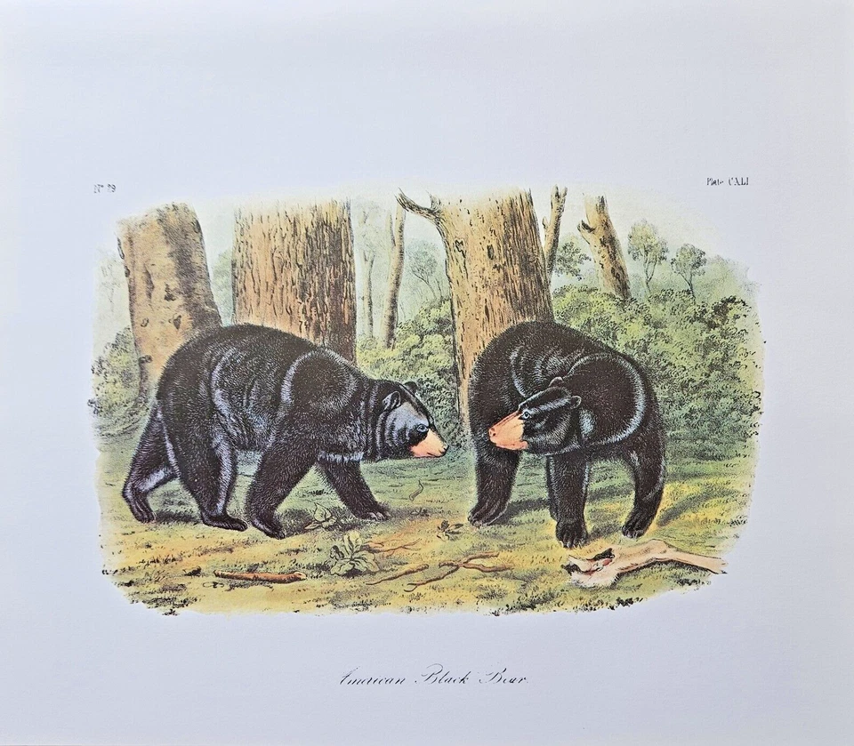 1989 Audubon Vintage "American Black Bear" Mammal Color Art Lithograph Print