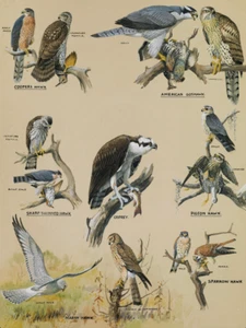 Members of the Hawk Family | Louis Agassiz Fuertes | 1920 Bird Watching Print - Picture 1 of 9