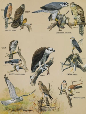 Members of the Hawk Family | Louis Agassiz Fuertes | 1920 Bird Watching Print - Image 1 of 4