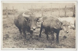 1910 FOTO REAL DE HAWAI "Hawaianos nativos" - Bueyes con anillos en nariz - toros - Imagen 1 de 2