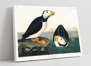LARGE BILLED PUFFIN BIRDS ILLUSTRTION -DEEP FRAMED CANVAS WALL ART PICTURE PRINT - Picture 1 of 2