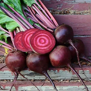 6x Beetroot Winter 'Lutz Green Leaf ' Plug Plants Ready now - Picture 1 of 2