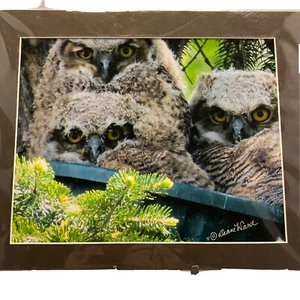 Diane Ward "Drei Babys im Eimer" signiertes Foto matt Eule Natur Kunst - Bild 1 von 3