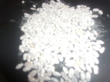 20 gr Spores de MORILLE BLACK MOREL Morchella conica Mycelium LIVRAISON RAPIDE