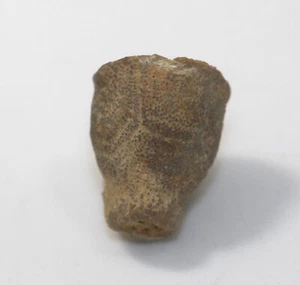Crinoide, Stylocrinus tablulatus alta, Devon, Givet, Weinsheim, Eifel, D -eb9500 - Picture 1 of 6