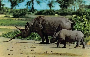 Kenia - Vida silvestre africana - Rinoceronte - Publ. Sapra Studio 14 - Imagen 1 de 2