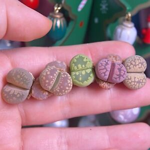 ❀5 litopów otcaniana kolorowe żywe kamienie ❀1,3-1,5cm sukulenty