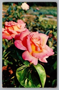 Postcard Pink Peace Rose Gloria Dei Posted Soviet Union - Picture 1 of 2