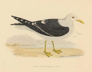 desconocido - Lesser Black Backed Gull - o.J. - Puntado acero coloreado - Imagen 1 de 2