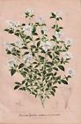 Serissa Foetida Junischnee Chine Japon Asiatique Fleurs Botanik Stroobant Litho