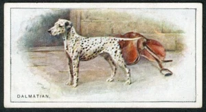 DALMATINER W D & H O WILLS 1926 NEUSEELAND AUSGABE HUND ZIGARETTENKARTE Nr. 9 - Bild 1 von 2