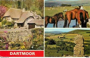 Animaux - Chevaux - Royaume-Uni - Dartmoor - Multivues - Ponies - Poneys - Voir - Imagen 1 de 2