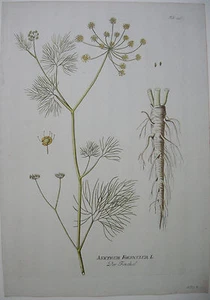 Fenchel Anethum Foeniculum  kolor Kupferstich 1797 - Picture 1 of 1