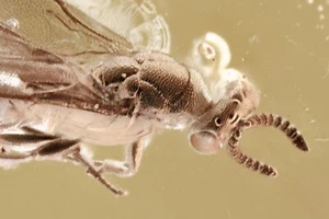 Tolle TORYMIDAE Wespe Fossil Einschluss echter Ostsee Bernstein + HQ Bild 250114-9 - Bild 1 von 6