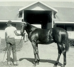Keeneland Horse Photo Thoroughbred Racing Black Handler Lexington Kentucky KY - Picture 1 of 3