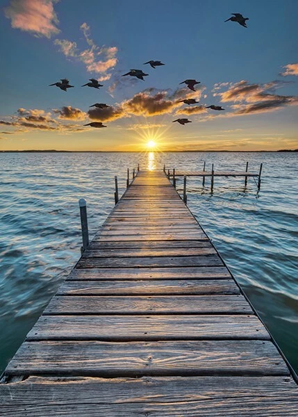 31" X 44" Panel Algodón Playa Océano Mar Aves Agua Tela Multicolor D475.97 Foto 1 de 1