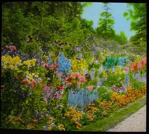 VINTAGE Magic Lantern Slide A BEES PARADISE C1930 PHOTO FLOWERS IN GARDEN - Picture 1 of 2
