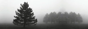 Misty Pines by Erin Clark Winter Tree Silhouettes in Fog Art Print 32x12 Inches - Picture 1 of 1