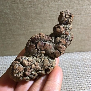 Estiércol Dinosaurio Coprolito Estiércol Muestras Minerales Ásperas 118g d808 - Imagen 1 de 9