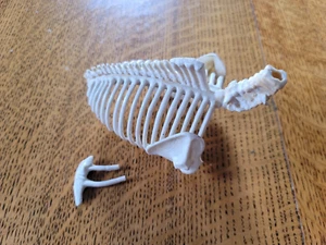Vintage Plastik Modell Teile Stücke Säugetier Rippenkäfig mit Halsknochen 60er Jahre - Bild 1 von 7