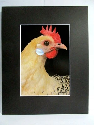 Hermosa impresión de pollo joven - 8" X 10" negro mate página de libro #45 Foto 1 de 2