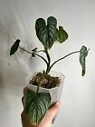 Philodendron Mamei Silver - Rare Aroid Houseplant - Exact Plant -MAM2