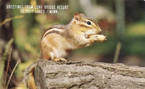 Greetings from Long Bridge Resort Detroit Lakes Minnesota Chipmunk 1963 Postcard - Imagen 1 de 2