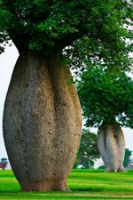 CHORISIA SPECIOSA - ALBERO BOTTIGLIA DEL FALSO KAPOK, 5 SEMI SELEZIONATI
